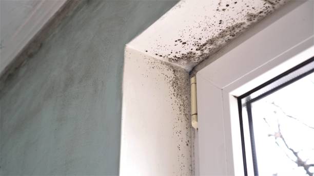 Best Office Mold Removal Services  in Kingstown, MD