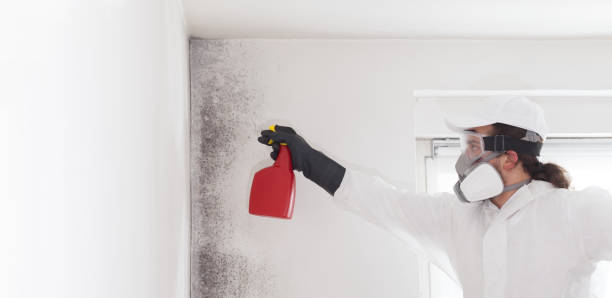 Best Toxic Mold Removal  in Kingstown, MD