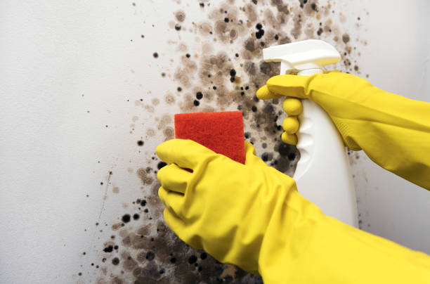 Mold Removal Process in Kingstown, MD