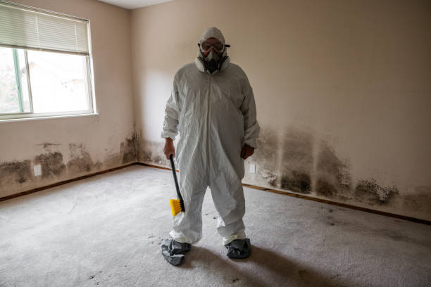 Best Local Mold Removal Service  in Kingstown, MD